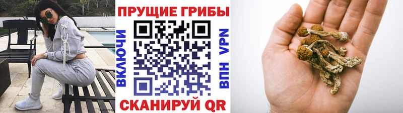 Галлюциногенные грибы Psilocybine cubensis  Болгар 